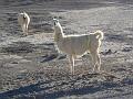 Coipasa Salt Flats (9)